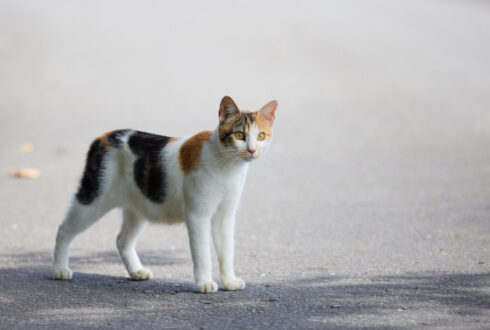 猫エイズの症状とは?初期から末期までの症状について