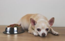 犬は死ぬ前に挨拶する？