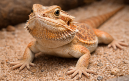 フトアゴヒゲトカゲ