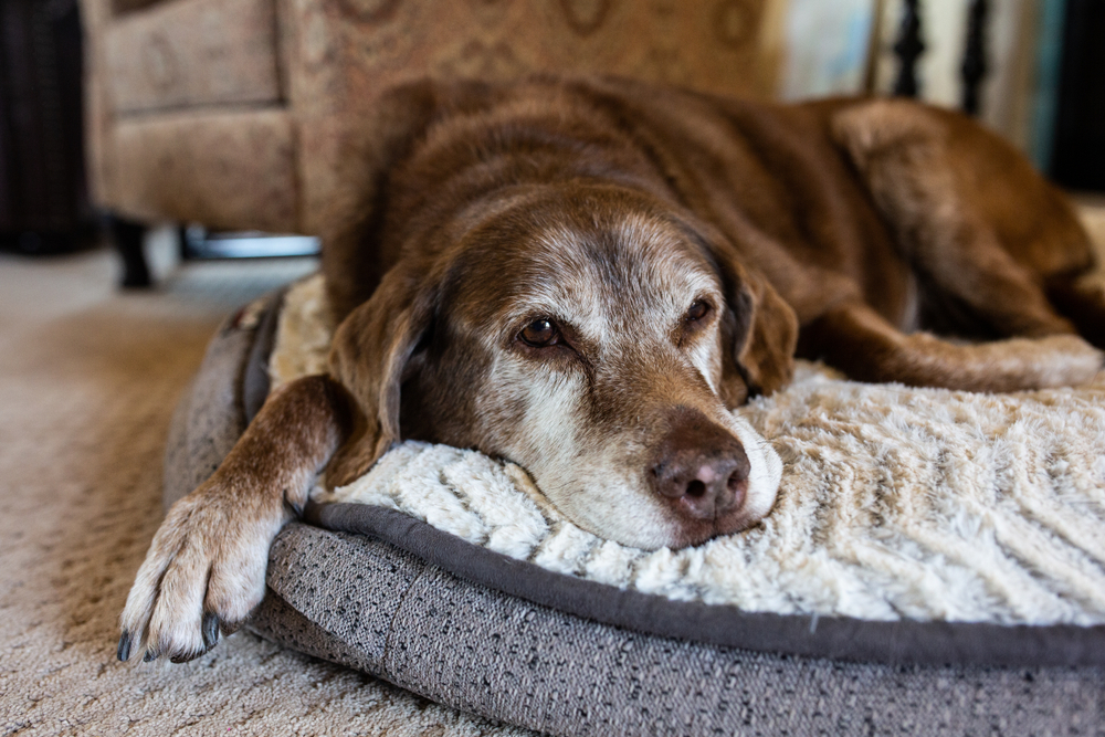 老犬の息が荒いときの異常の見分け方は？原因となる病気や平均寿命も解説