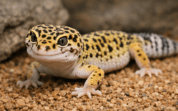 ヒョウモントカゲモドキ