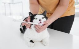 飼い主に歯磨きをされている猫