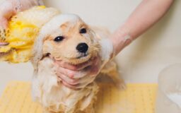 シャンプーされている小型犬