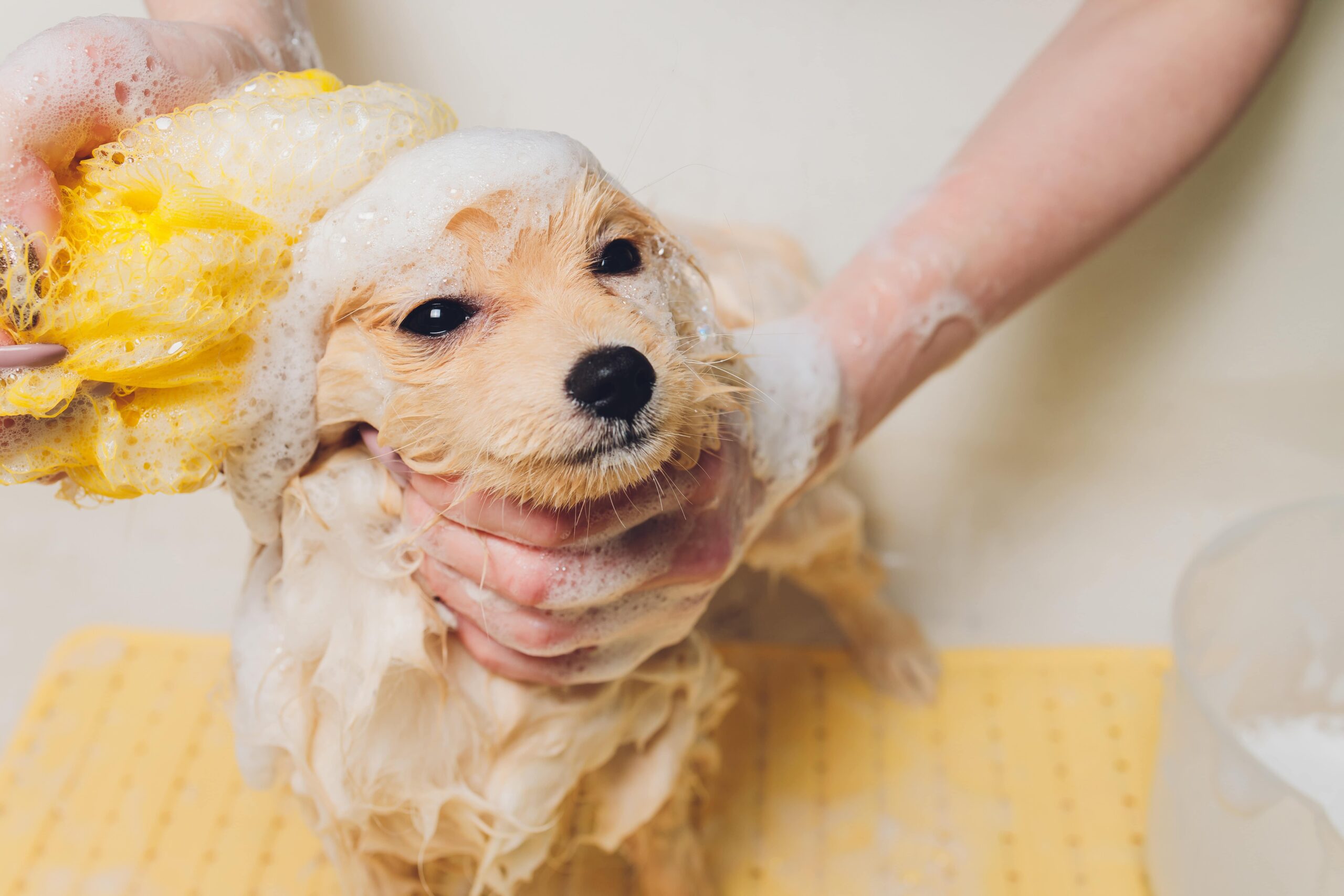 シャンプーされている小型犬