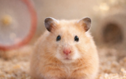 キンクマハムスターは短命でも飼い方で差が出ます。平均寿命、年齢の目安、長生きのコツ5選、かかりやすい病気と早期発見のポイントをまとめました。