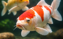 錦鯉の平均寿命は20～30年。ギネス認定の最高齢記録や、池・水槽飼育の違い、長生きさせるための水質管理・餌・病気対策のポイントを解説します。